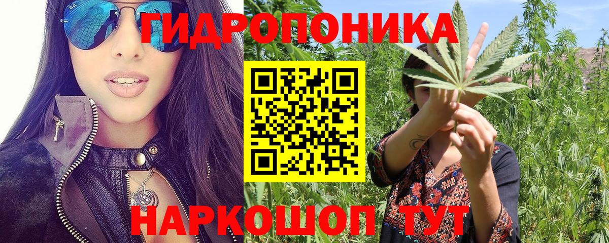 Каннабис индика Канаш